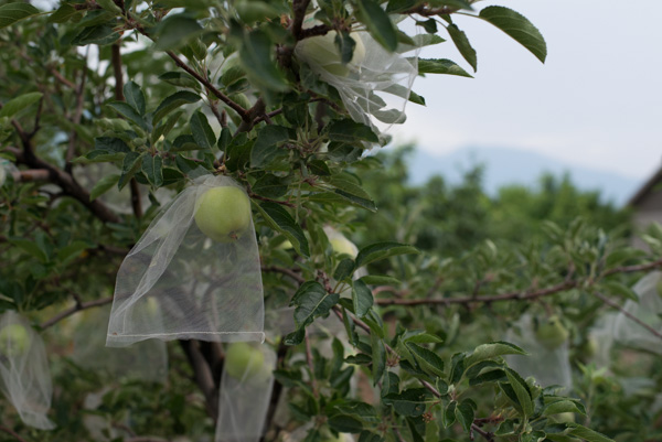 Apple trees, Mapleton, Utah