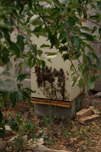 Bees, Mapleton, Utah