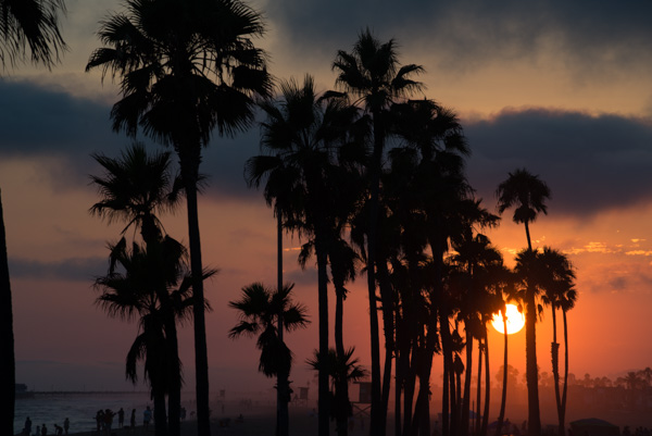 Palm Trees and Sunset at Newport Beach