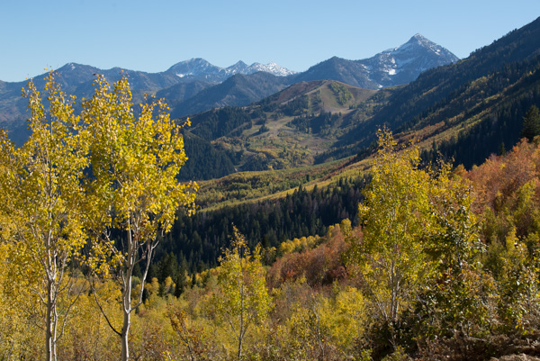 Fall Color at Alpine Loop