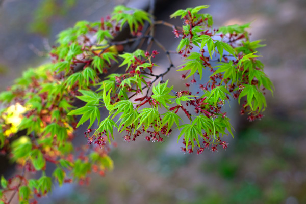 Young Maple Leaves