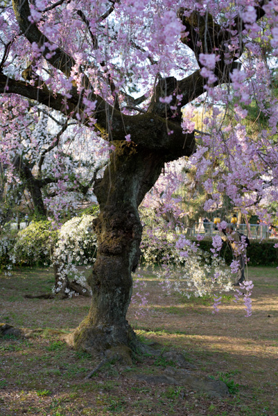 Spring Blossoms