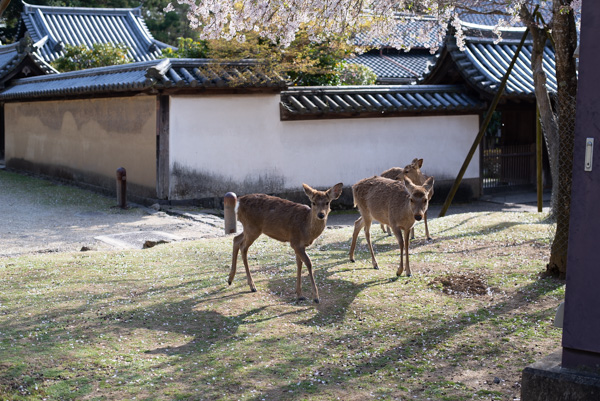 Deer at Todai-ji