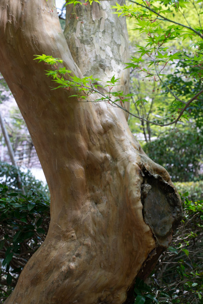 Ryoan-ji tree