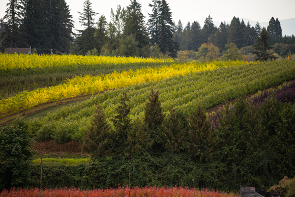 Oregon plant and tree industry, near Portland