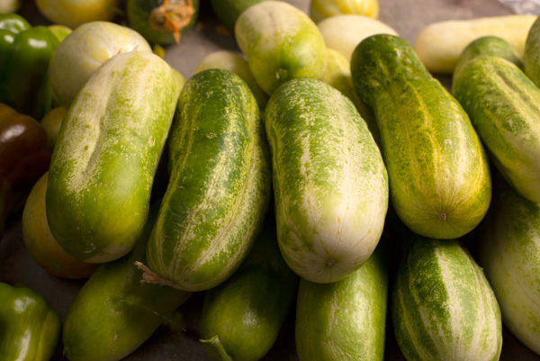 Cucumbers for pickles