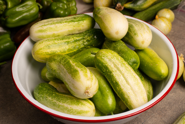 Cucumbers for pickles
