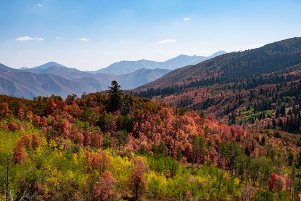 Fall foliage, Alpine Loop, Utah