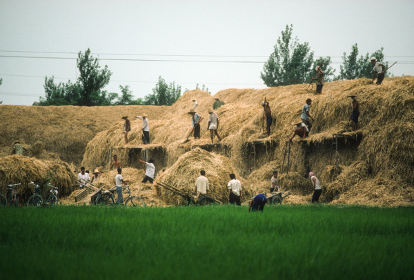 Chinese farmers stacking hay