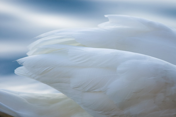 Swan Wings II